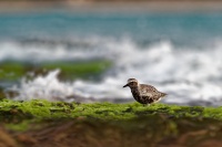 Kulik bledy - Pluvialis squatarola - Grey Plover o3194